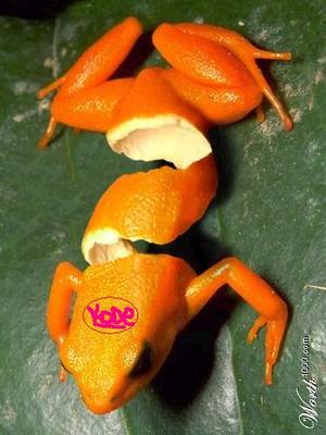 grenouille