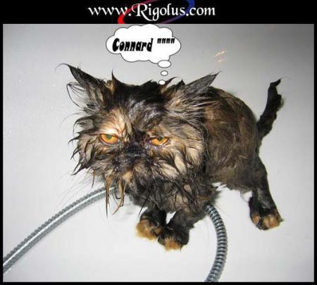 chat