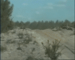 quad